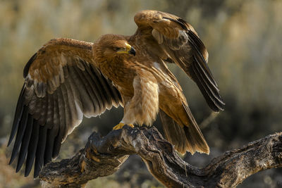 Close-up of eagle