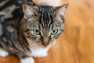 Close-up portrait of tabby cat