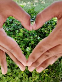 Close-up of hands making heart shape on plant