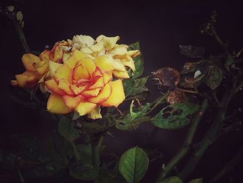 Close-up of yellow flower blooming at night