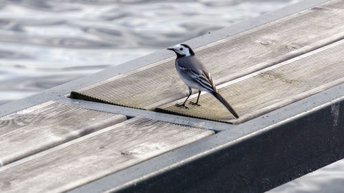 High angle view of bird on table