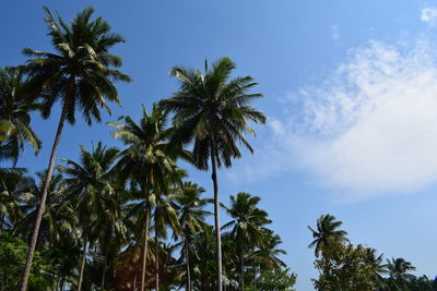 Low angle view of palm trees against sky