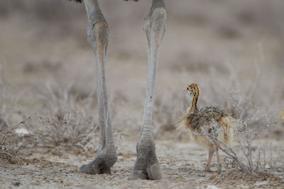 View of giraffe on field