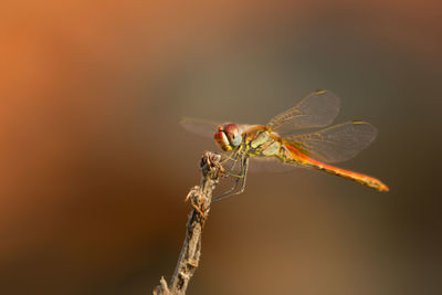 Close-up of insect