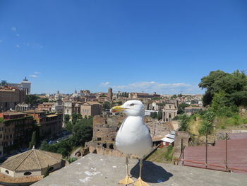 Seagull perching on a building