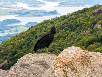 View of bird on rock