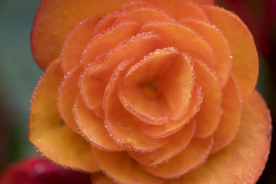 Close-up of orange rose