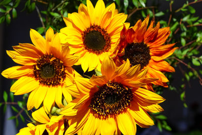 Close-up of sunflower