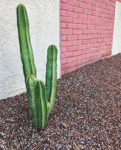 Close-up of cactus
