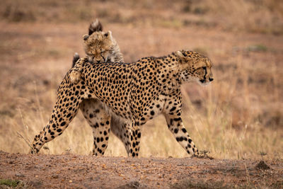 Family of cheetah relaxing on field