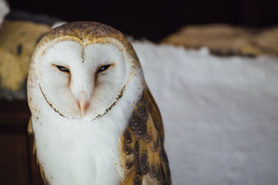 Close-up of barn owl