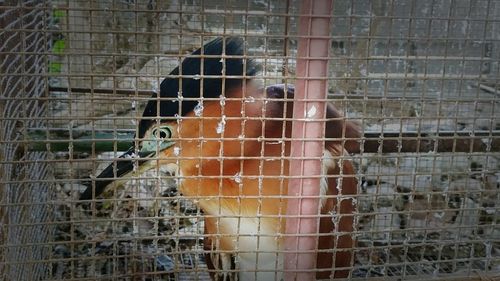 Close-up of bird in cage