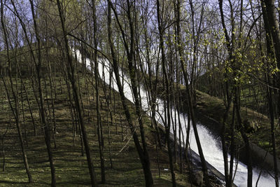 Bare trees in forest against sky