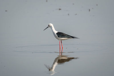 Side view of a bird in a lake