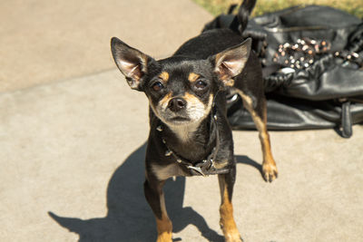 Portrait of dog on street