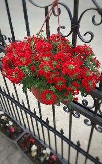 Close-up of red flowering plants on metal fence