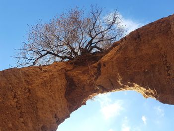 Low angle view of bare tree against sky