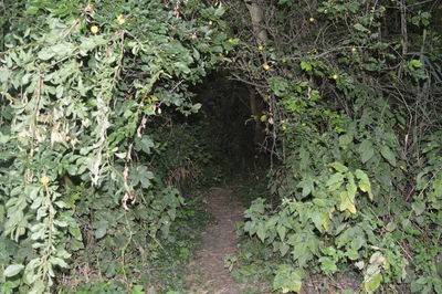 Plants growing in forest