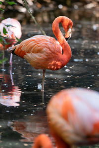 View of red flamingo in lake