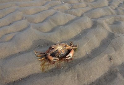 High angle view of crab on sand