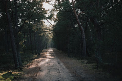 Dirt road amidst trees in forest