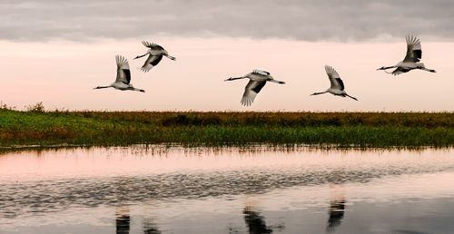 Birds flying over lake against sky