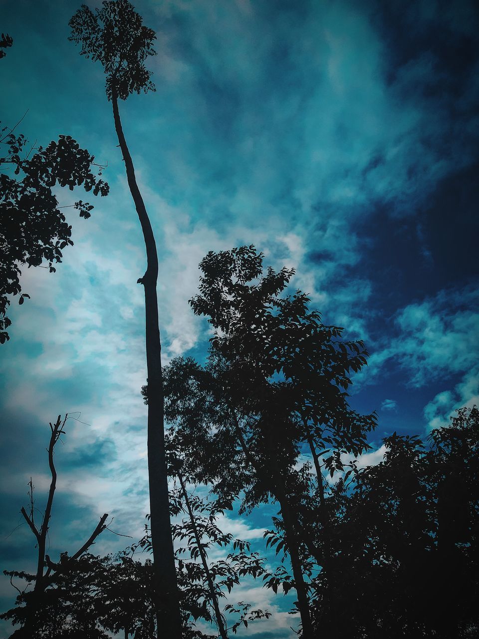 tree, sky, plant, cloud, nature, darkness, low angle view, sunlight, beauty in nature, silhouette, no people, growth, tranquility, forest, scenics - nature, outdoors, environment, morning, land, branch, pinaceae, dusk, coniferous tree, pine tree, blue, tree trunk, reflection, tranquil scene, light, trunk, non-urban scene
