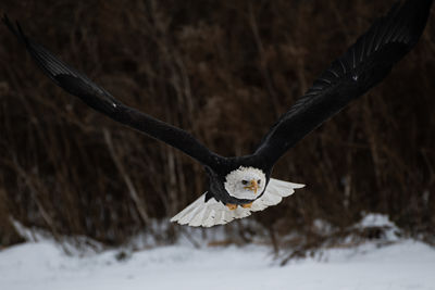 Bird flying against sky