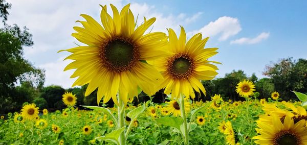 Close-up of yellow sunflowers on field against sky