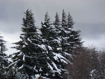 Low angle view of tree against sky