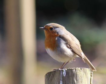 Close-up of bird perching on railing