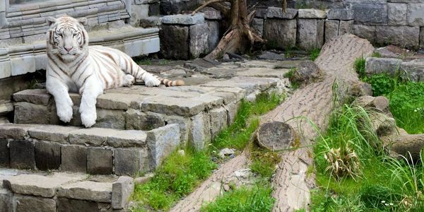 View of statues on stone wall