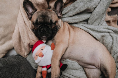 French bulldog puppy sleeping on sofa with santa claus toy plush.