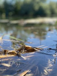 Beauty in the pond on a sunny day