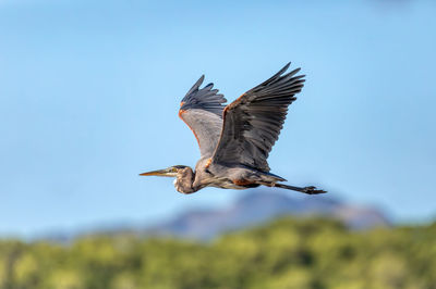 Low angle view of bird flying against sky