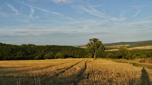 Scenic view of agricultural field at harvest time against sky