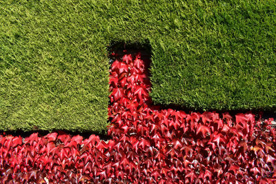 High angle view of red flowering plants in lawn
