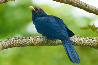 Close-up of parrot perching on branch