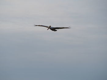 Low angle view of seagull flying in sky