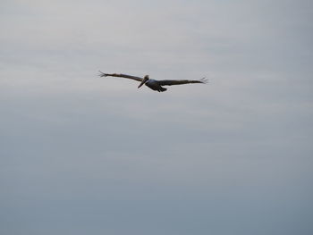 Low angle view of pelican flying in sky