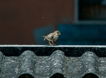 Close-up of bird perching on wood