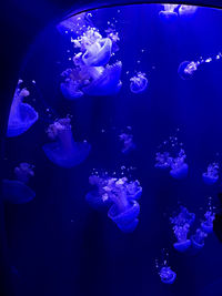 jellyfish