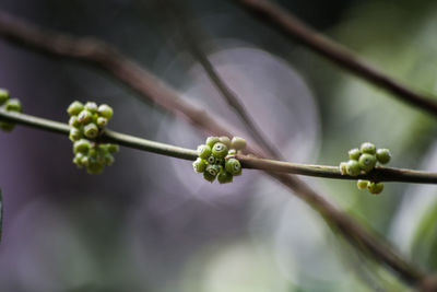 Close-up of fresh green plant