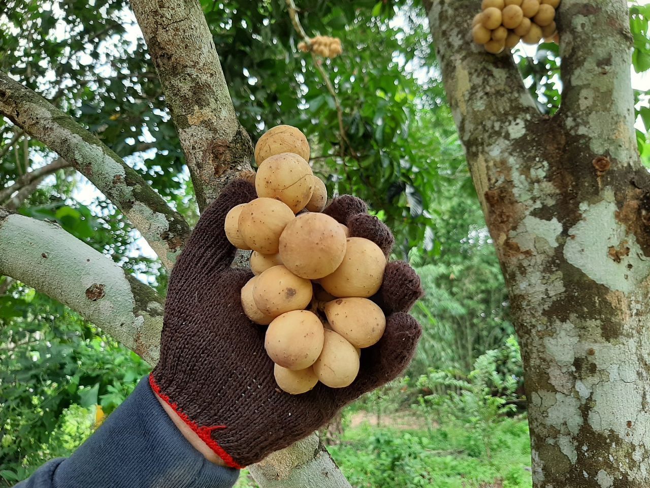 CLOSE-UP OF HAND HOLDING FRUIT TREE TRUNK