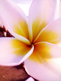 Close-up of frangipani blooming outdoors