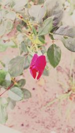 Close-up of pink flowers