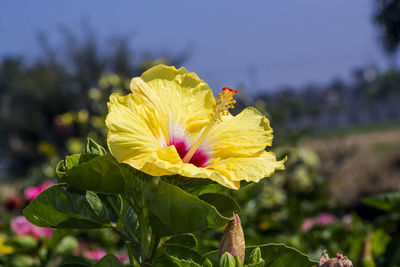 Close-up of yellow flowering plant