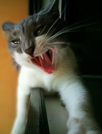 Close-up of cat exposing fangs