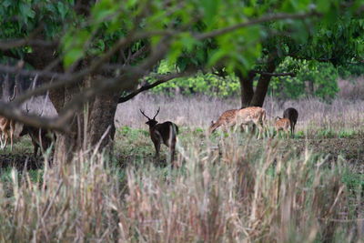 Deer in a forest