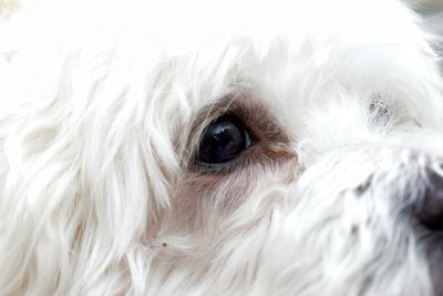 Close-up of a dog